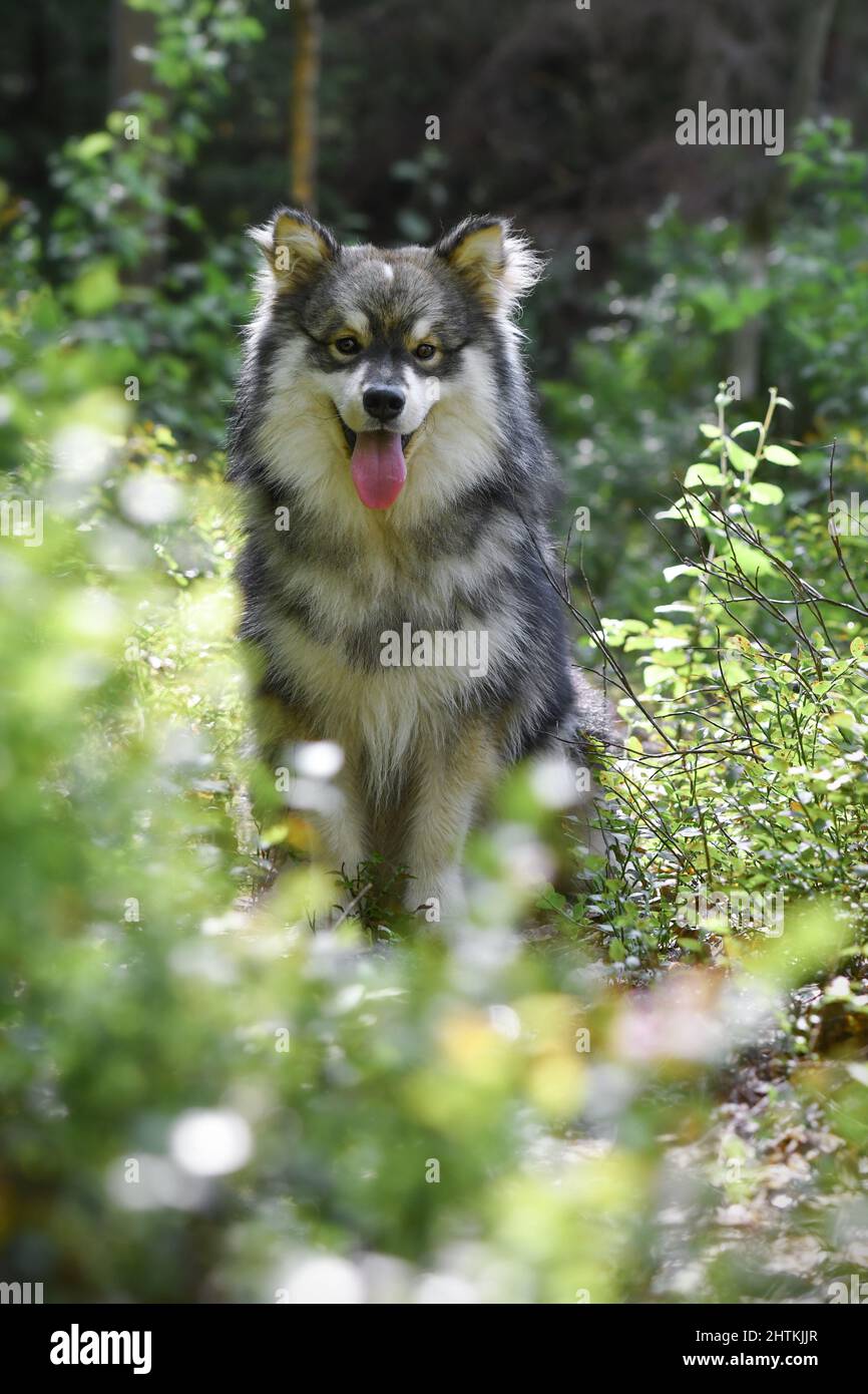 Portrait of a young Finnish Lapphund dog Stock Photo - Alamy