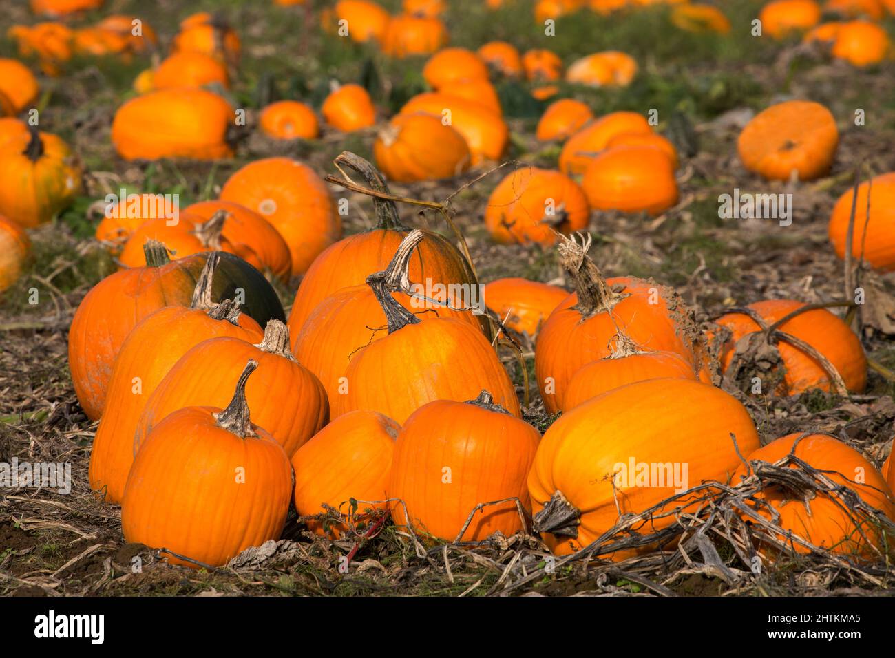 rural-pumpkin-patch-in-autumn-in-washington-state-stock-photo-alamy