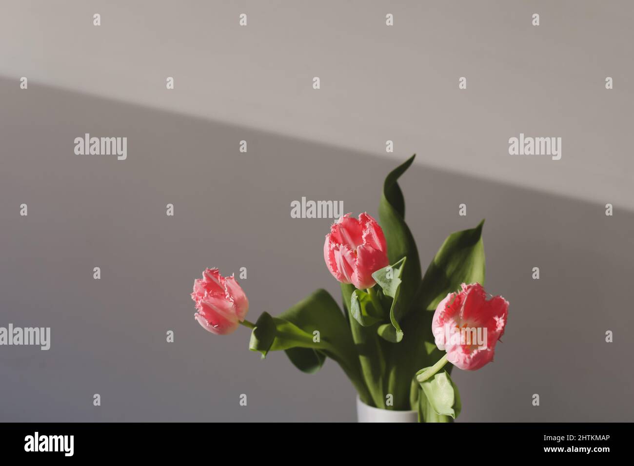 fresh pink tulips isolated on a white background Stock Photo - Alamy
