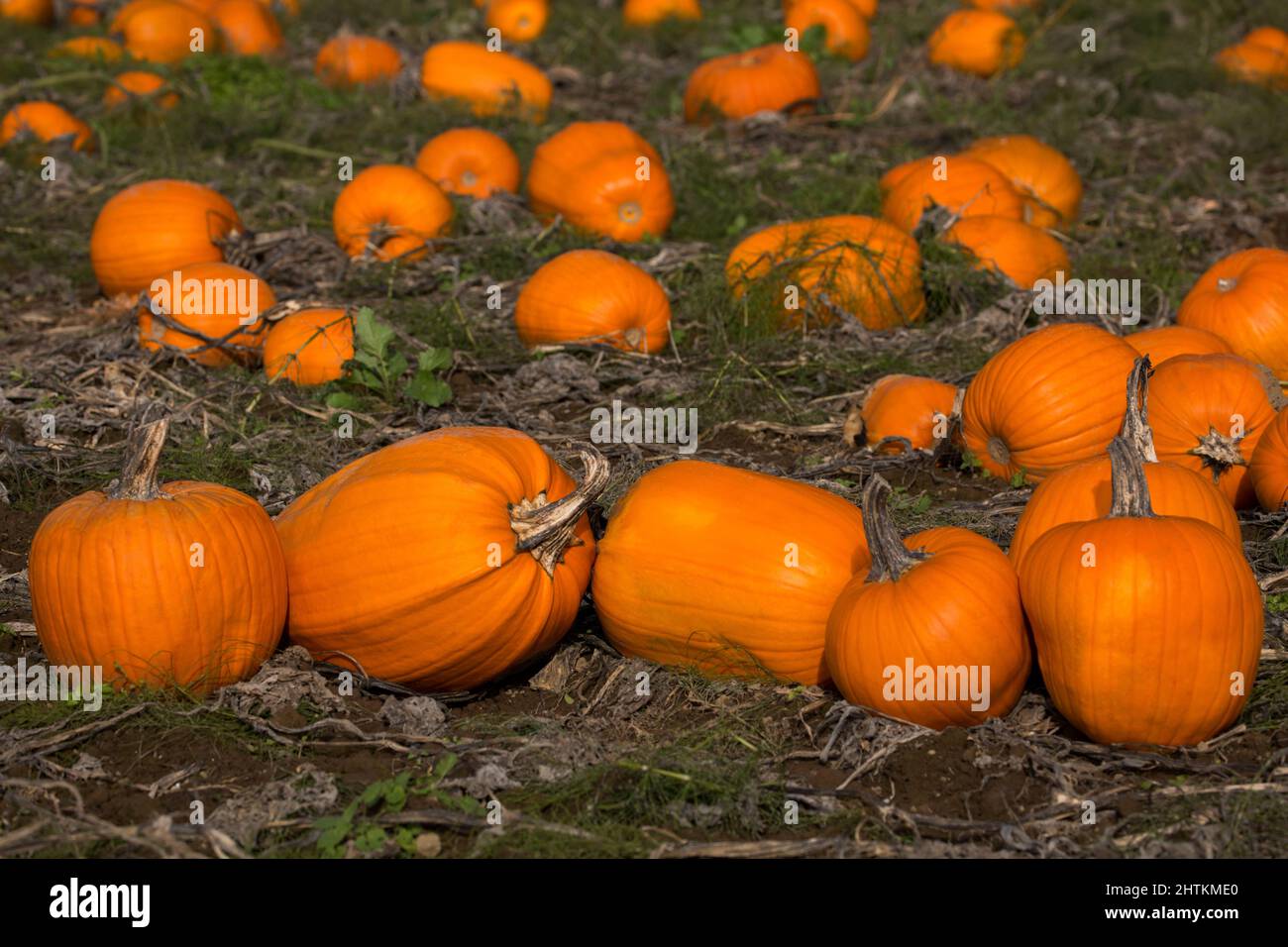 Rural pumpkin patch in autumn in Washington state Stock Photo Alamy