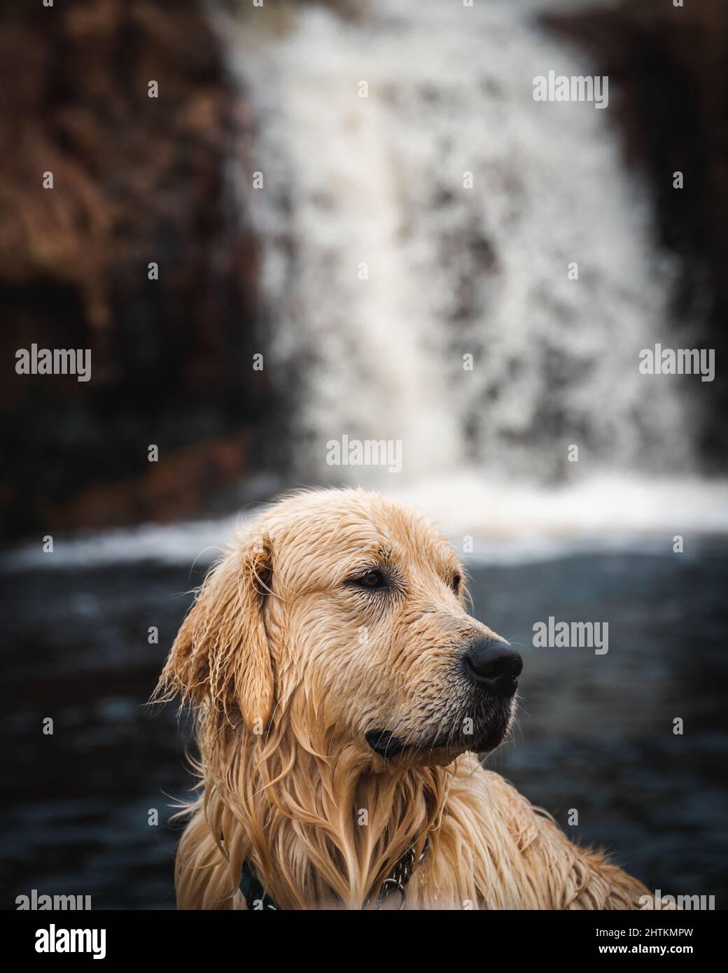 Golden retriever dog sitting infront of a waterfall in nature after a ...