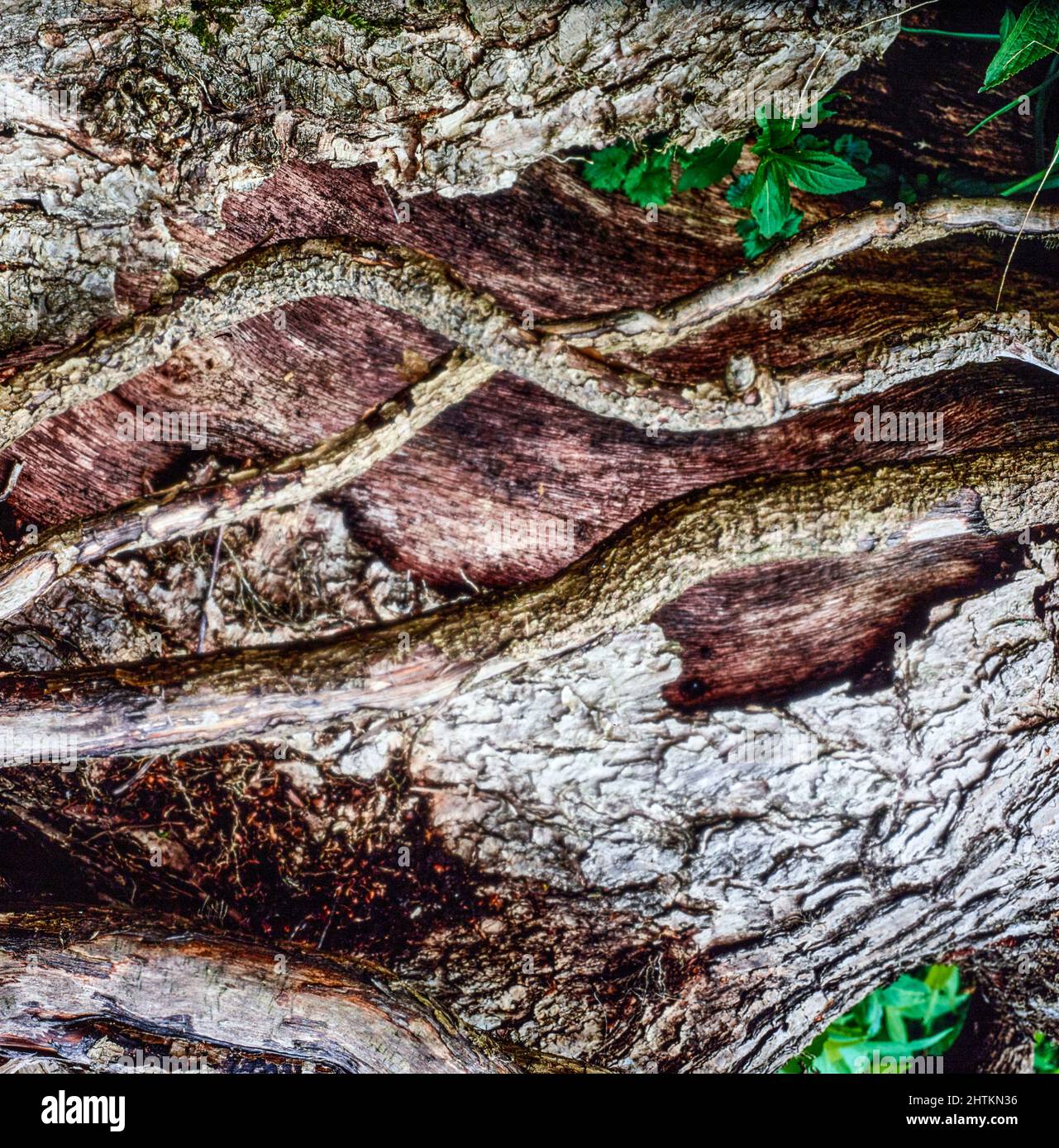 Natural patterns and textures in the environment, intimate landscape ...