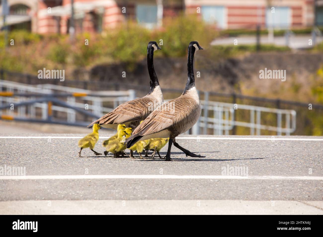 Two adult Canadian geese and their  fluffy goslings waddle down a street in springtime Stock Photo