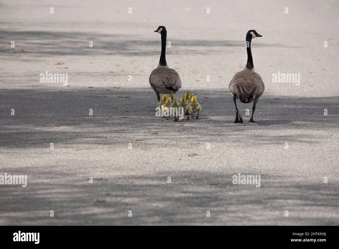 Two adult Canadian geese and their  fluffy goslings waddle down a street in springtime Stock Photo