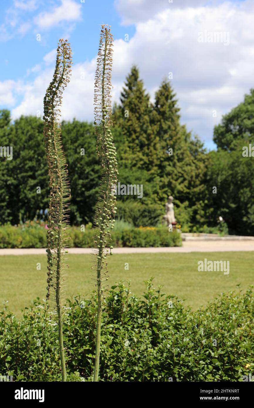 Two stalks of Azure Monkshood with seed pods growing in a botanical garden in Wisconsin Stock Photo