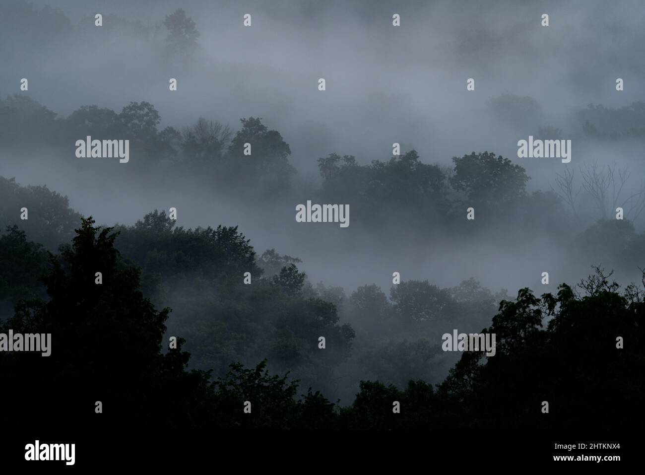 Dark forest in the fog Stock Photo - Alamy
