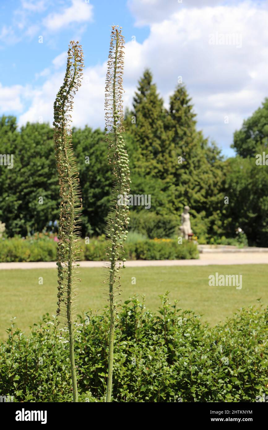Two stalks of Azure Monkshood with seed pods growing in a botanical garden in Wisconsin Stock Photo