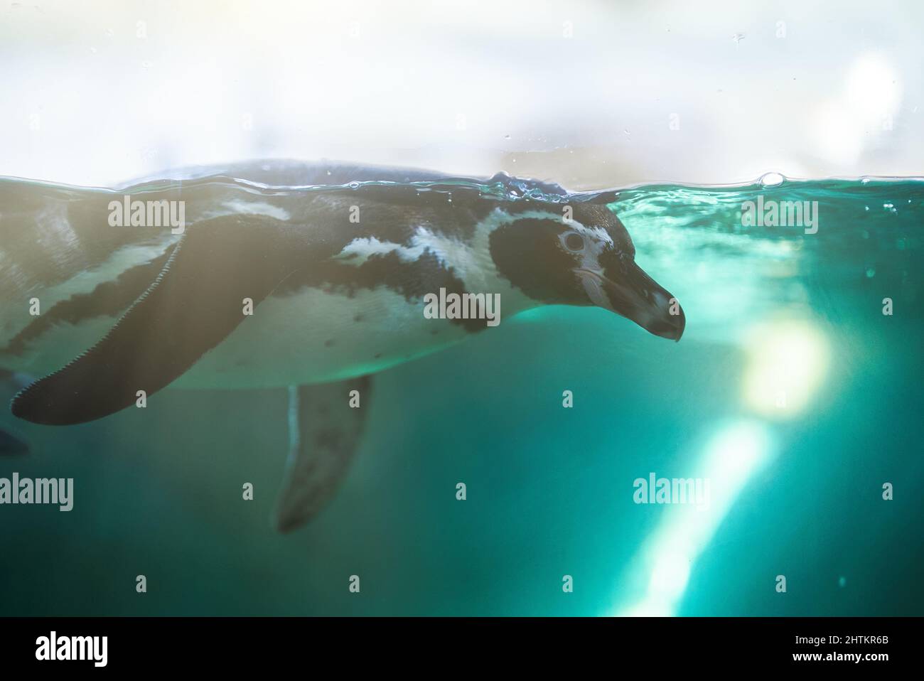 African penguin swimming in national zoo Stock Photo - Alamy