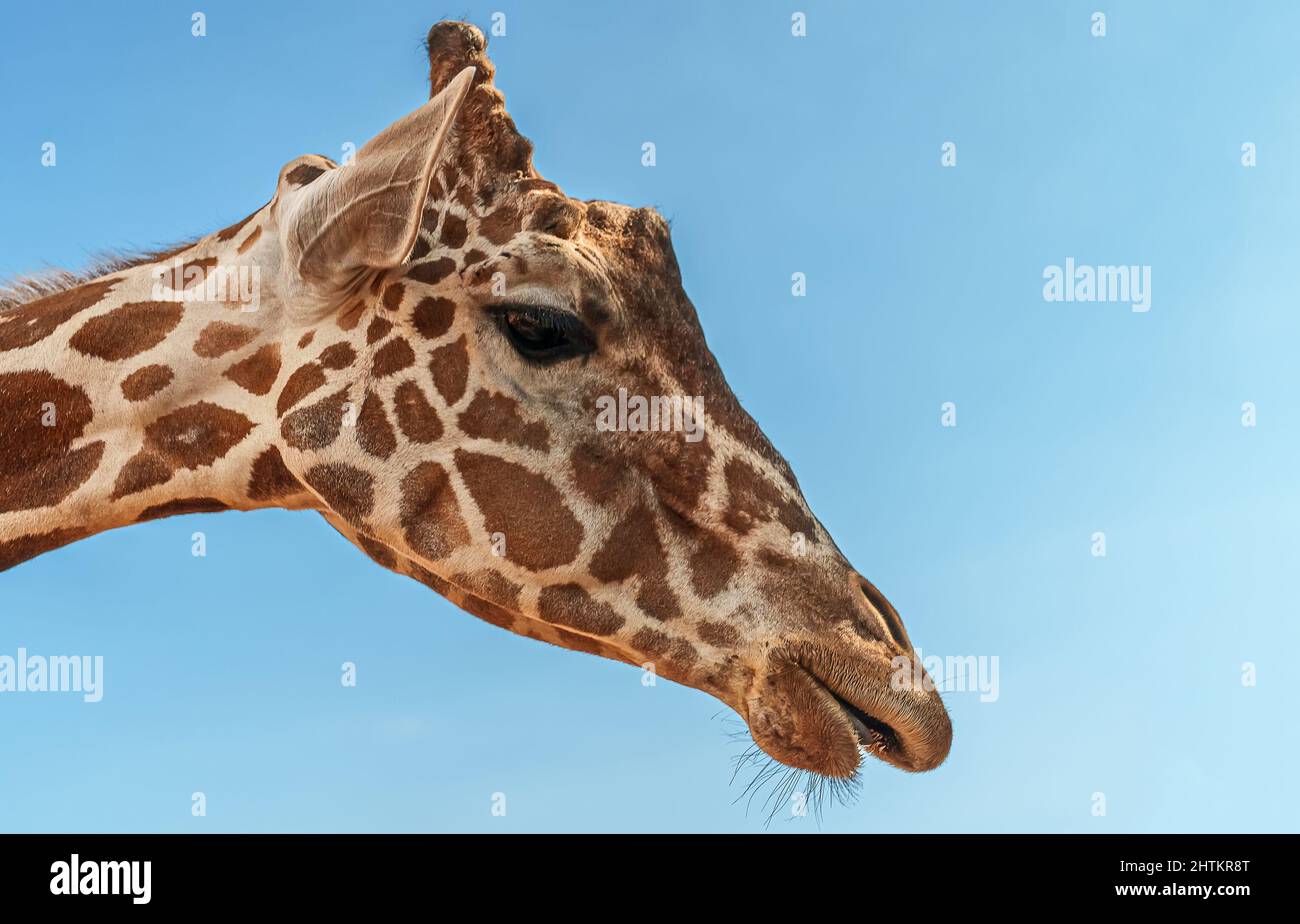 Giraffe in national zoo hi-res stock photography and images - Alamy