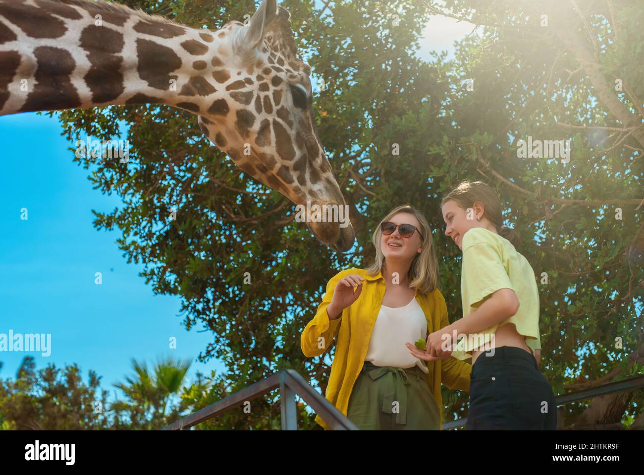 Woman and her daughter feeding giraffe in zoo. Stock Photo
