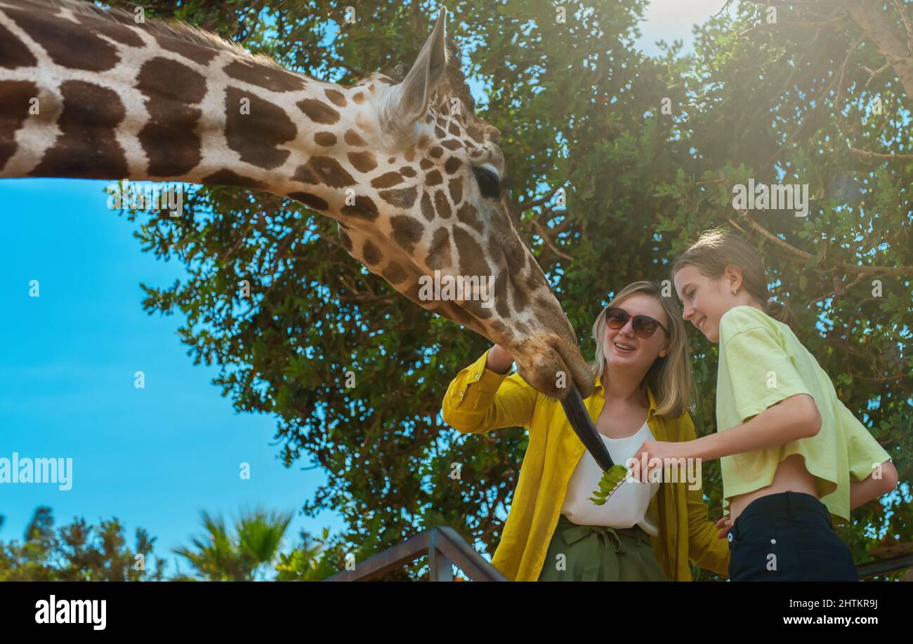 Woman and her daughter feeding giraffe in zoo. Stock Photo