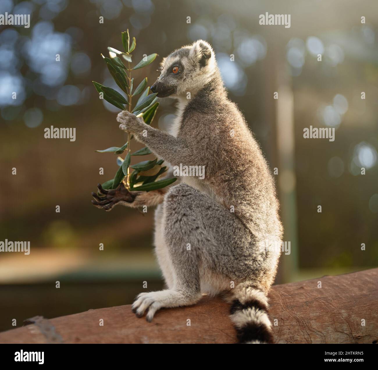 Portrait of lemur eating in national park. Lemuroidea. Stock Photo
