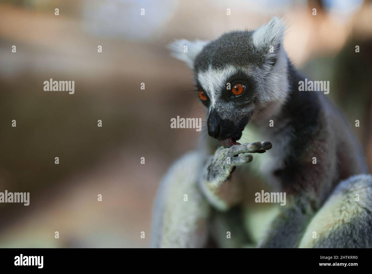 Portrait of lemur in national park. Lemuroidea. Stock Photo