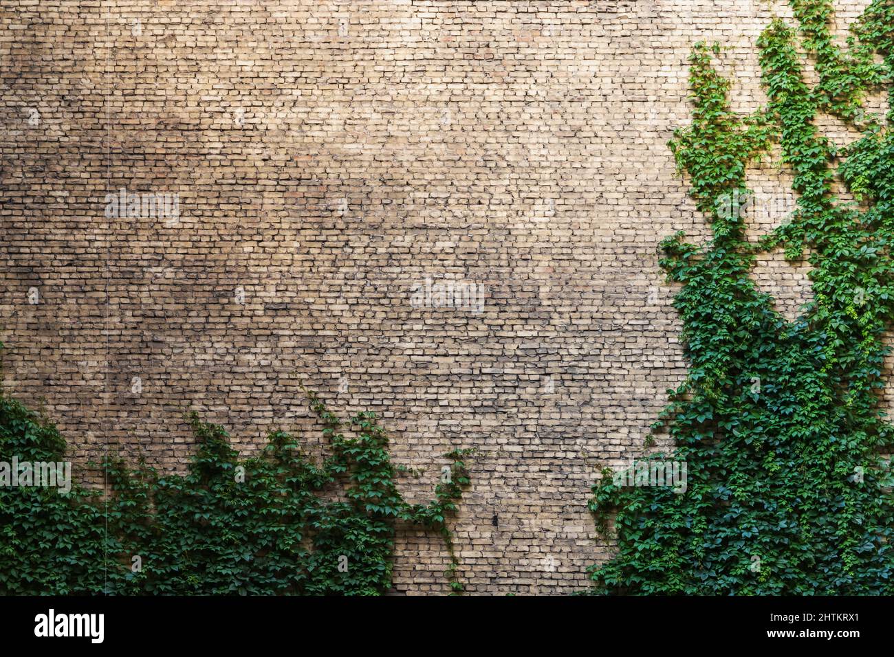 Background texture of old brick wall with green creeping plant on it Stock Photo