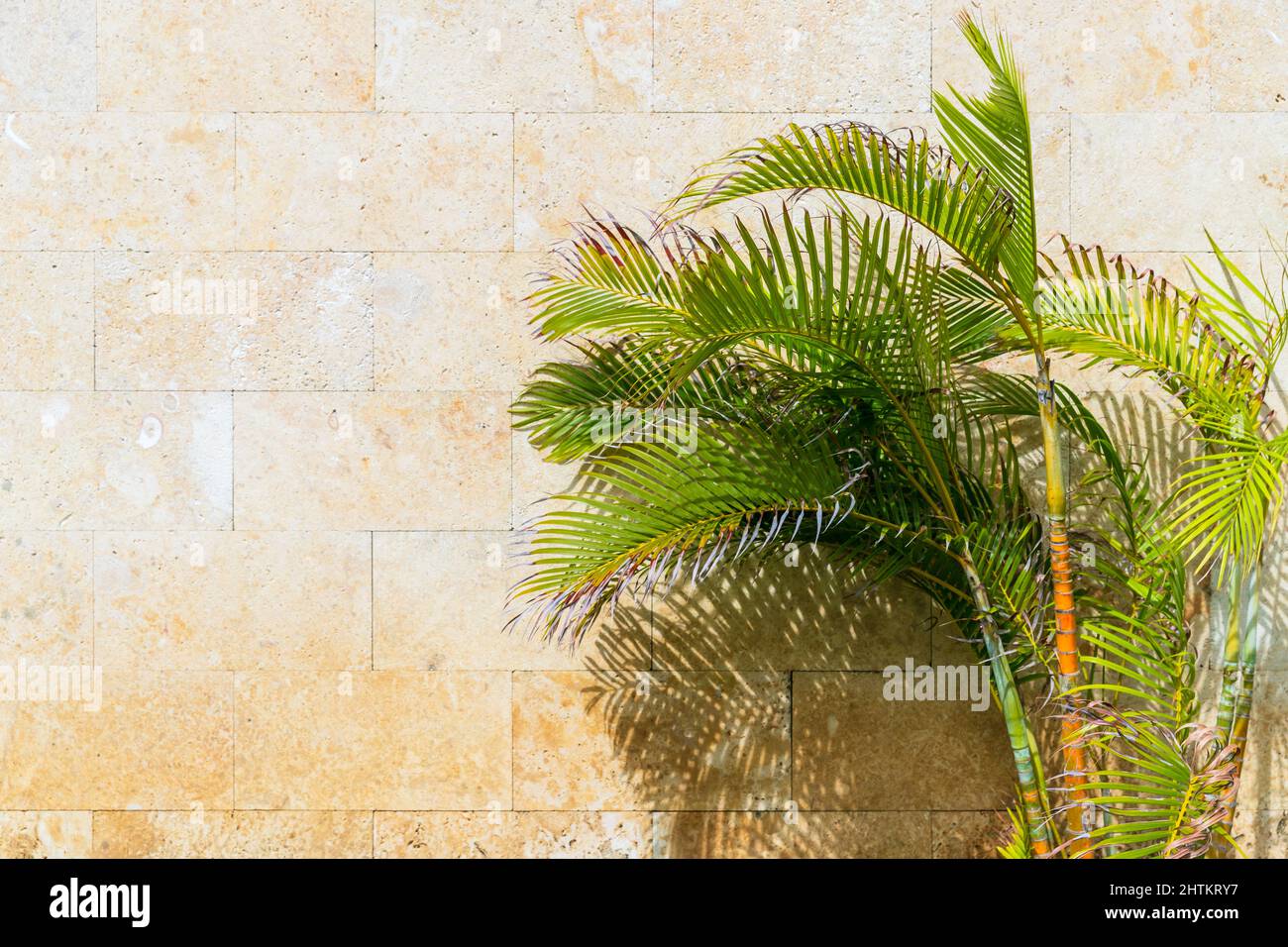 Yellow stone wall and palm trees, abstract background texture with copy space on left Stock