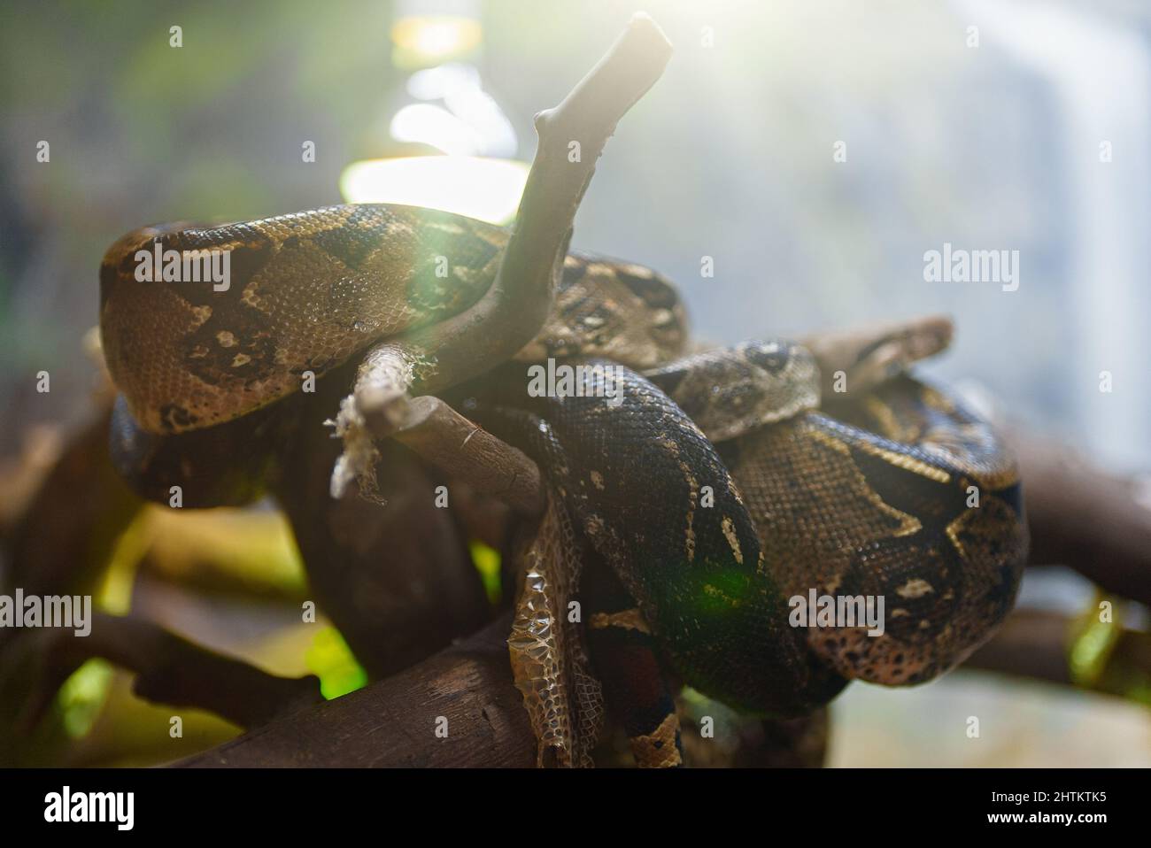 African rock python resting in the zoo. Stock Photo