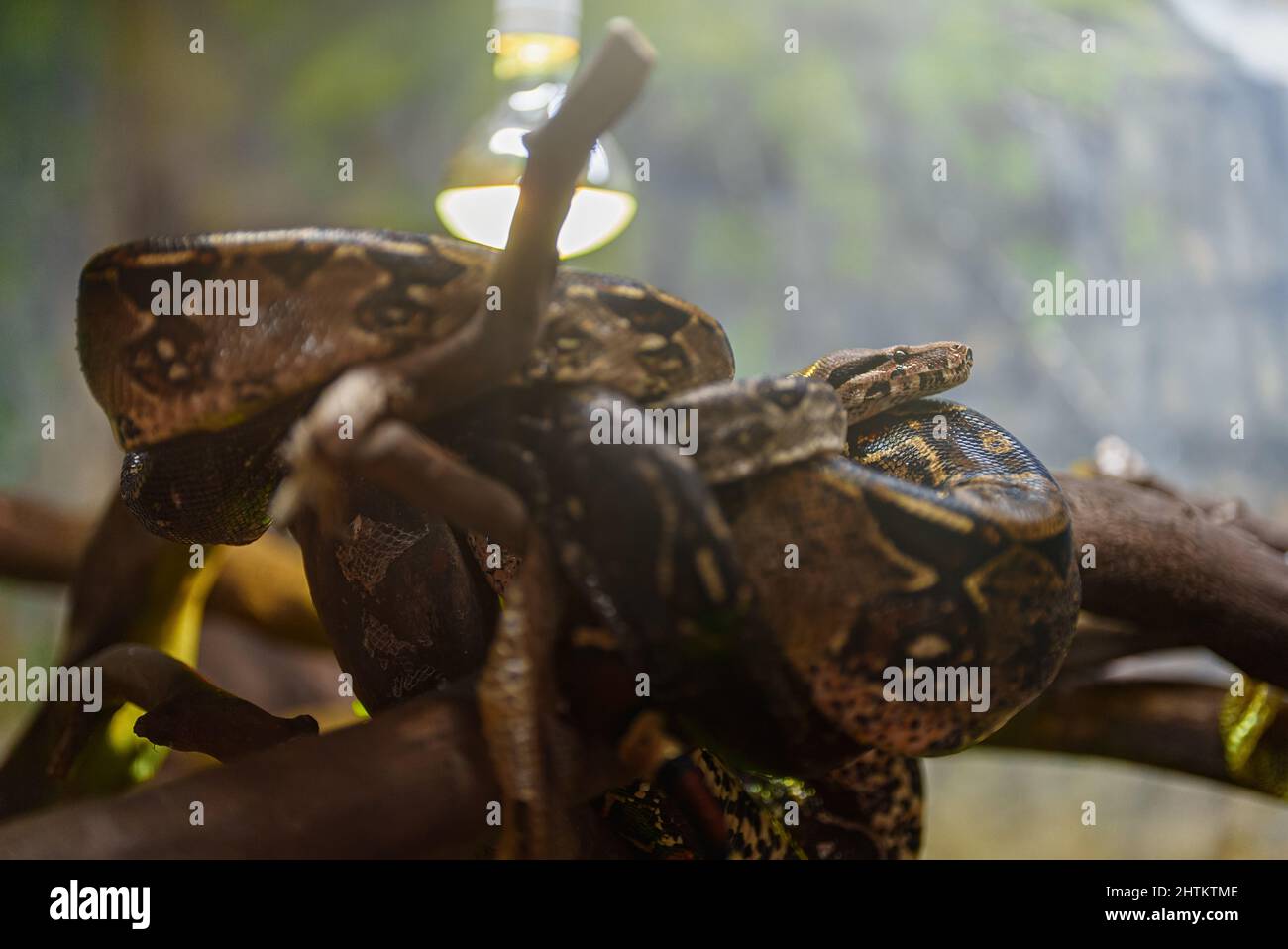 African rock python resting in the zoo. Stock Photo