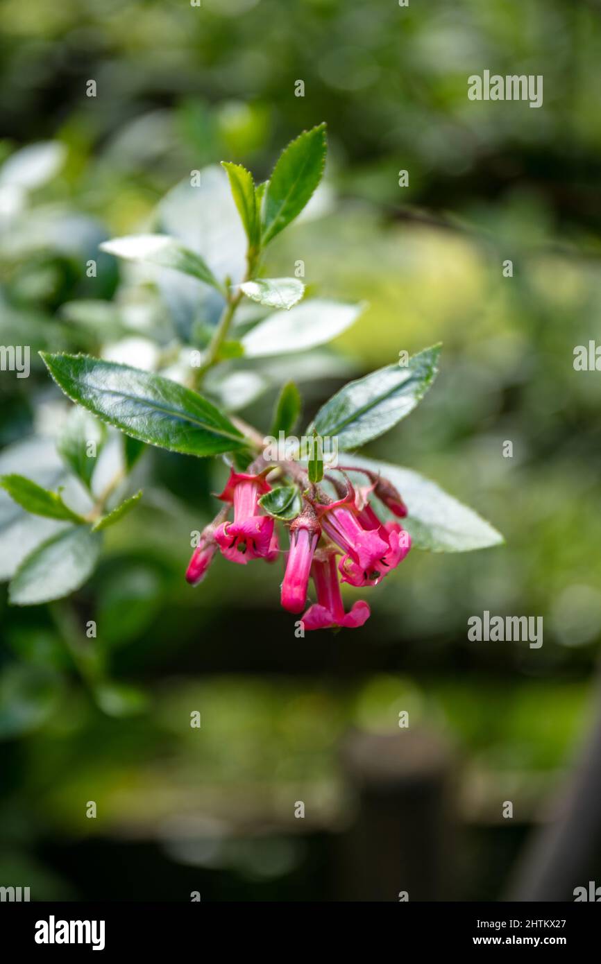 Blooming red escallonia plant in the blurred background Stock Photo