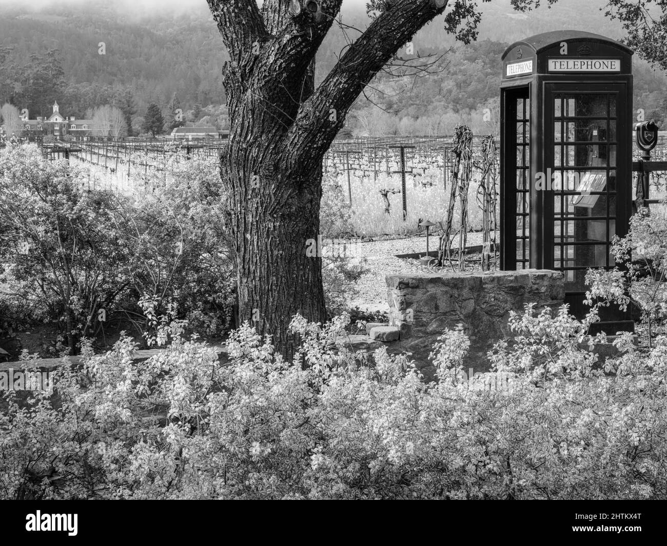 A picturesque vineyard setting with an old fashioned telephone box, Napa Valley, California Stock Photo