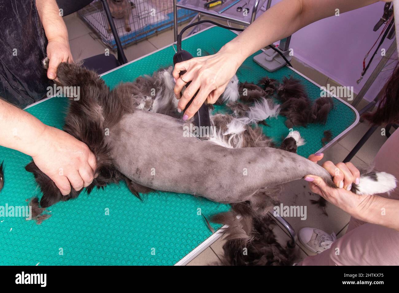 Cat grooming in pet beauty salon. The barber uses a trimmer to trim the
