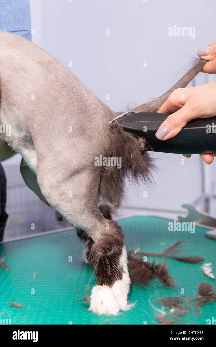 Cat grooming in pet beauty salon. The barber uses a trimmer to trim the