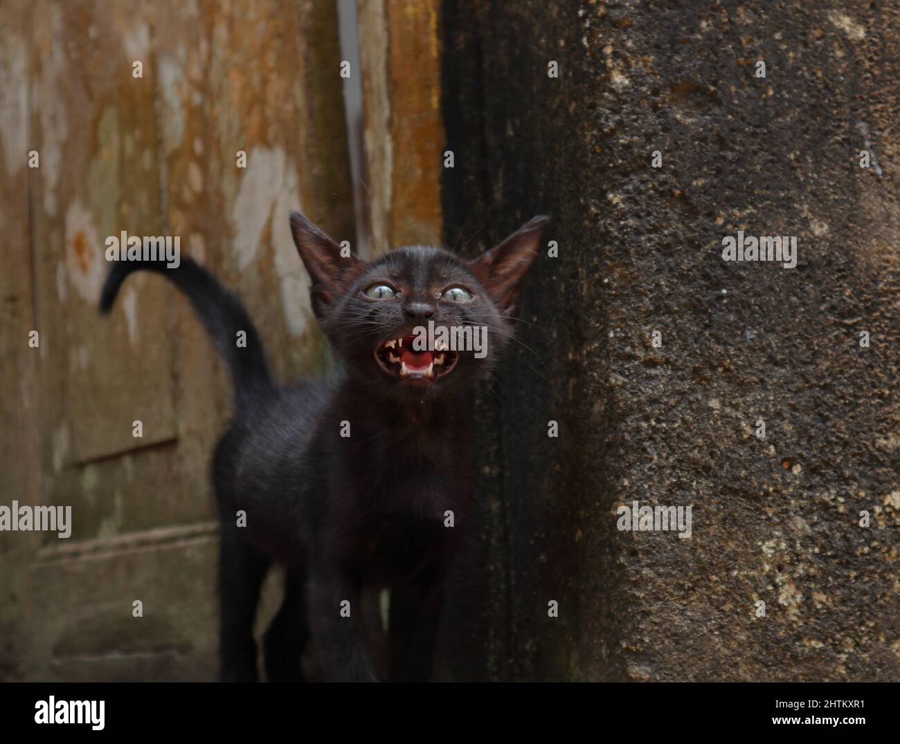 Below view of a black Kitten's face with mouth parts including tongue, kitten walking towards the camera while crying big meow Stock Photo