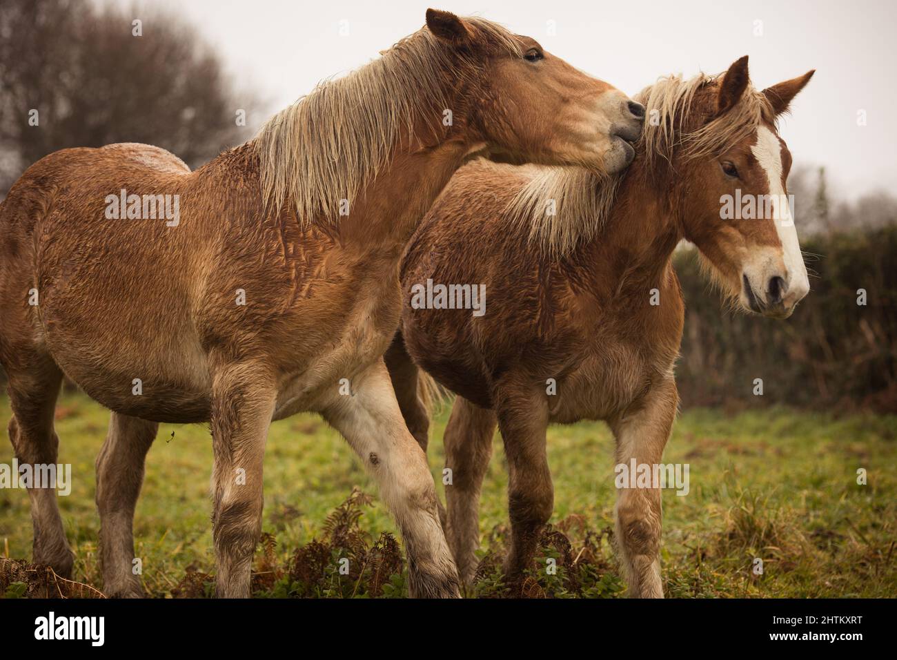 Closeup portrait of two playful brown horses in a green pasture under a ...