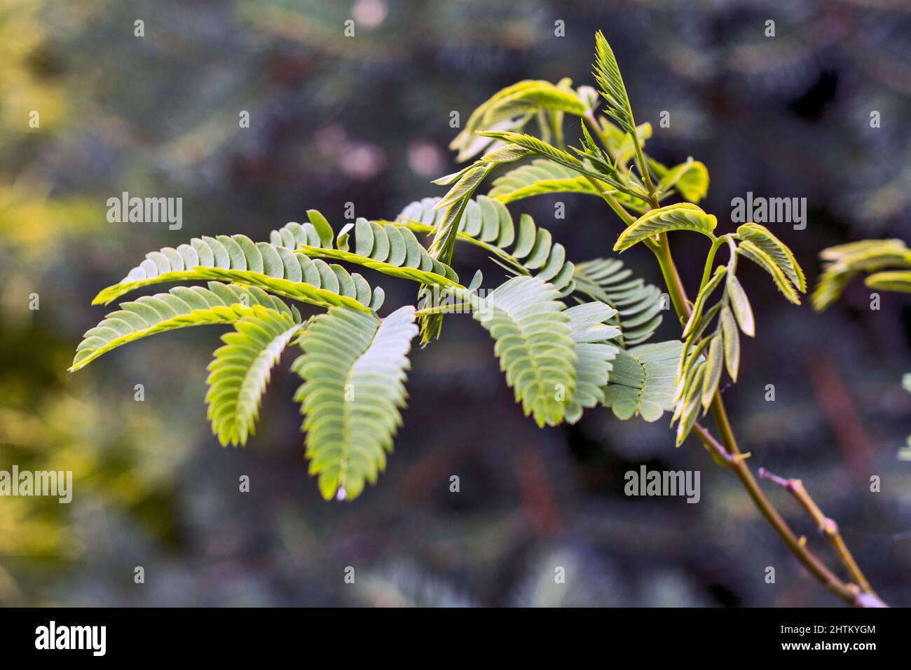 Spring shoots of Albizia julibrissin tree. This beautiful ornamental tree is located in the yard of a private house. Stock Photo