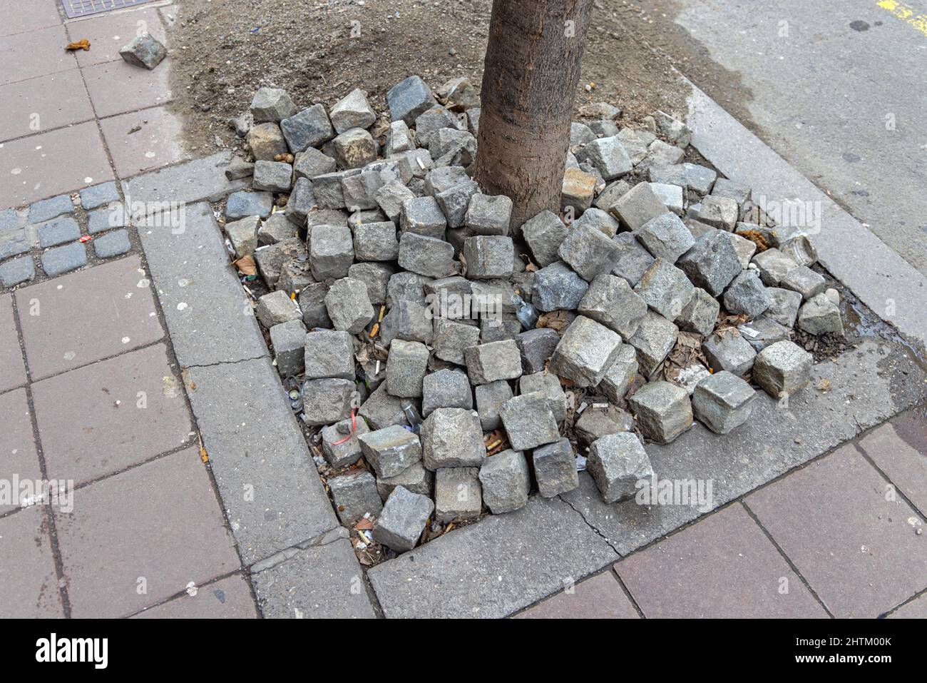 Bunch of Old Cobblestones Bricks Arround Tree Stock Photo