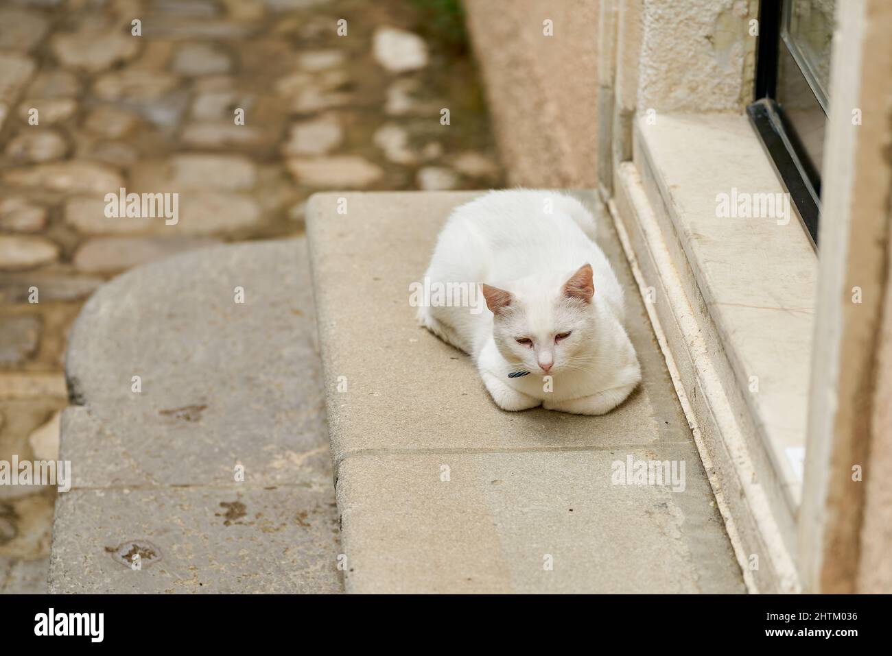 white cat on the steps of a house in the old town of Krk in Croatia Stock Photo