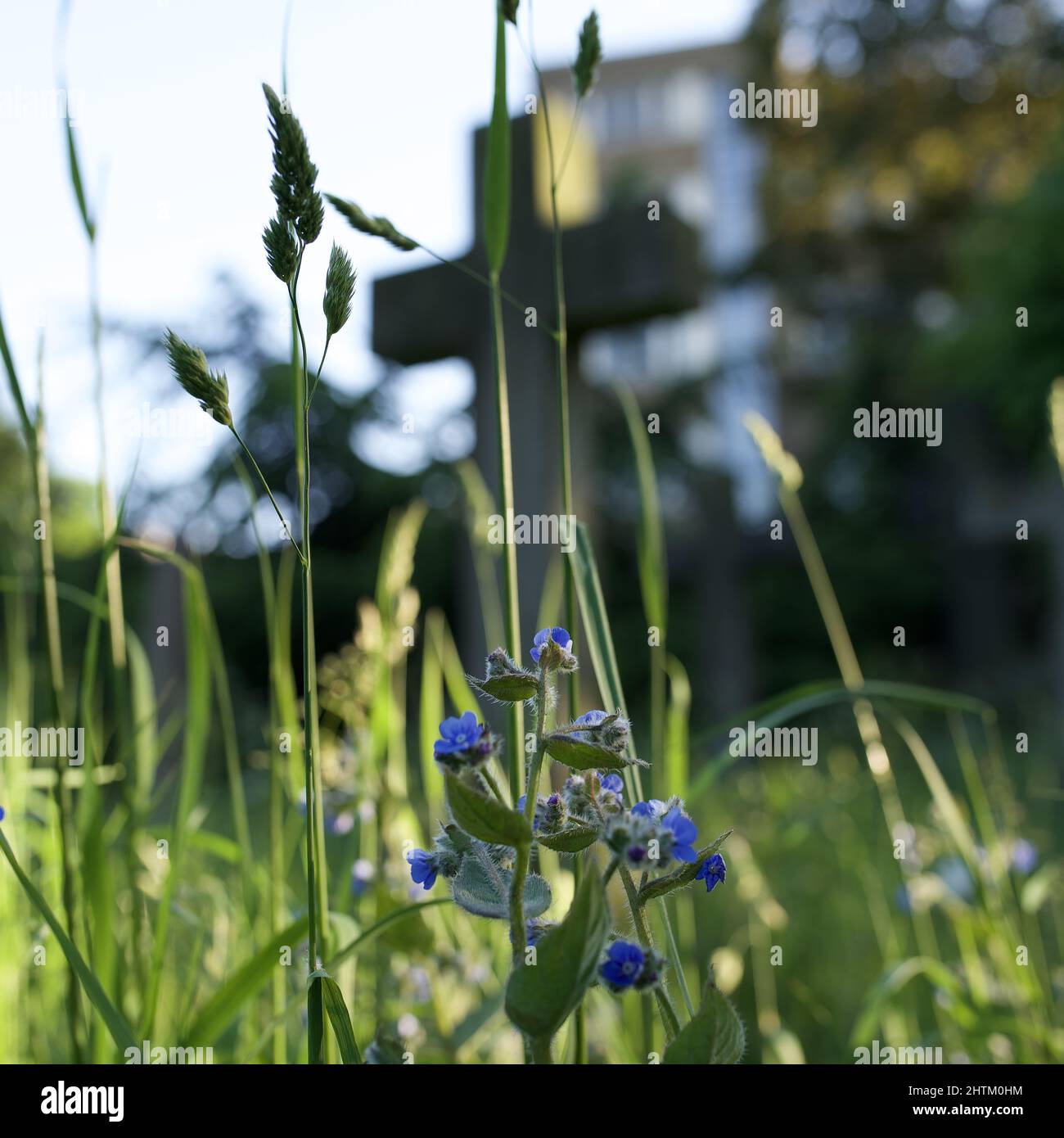 Closeup of gentian wildflowers in front of a cross tombstone Stock Photo