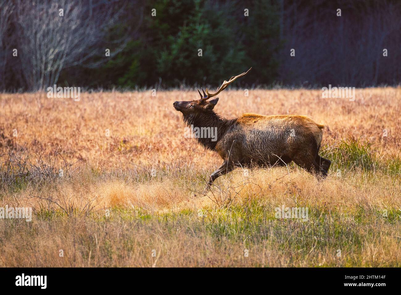 'Raghorn' bull Roosevelt Elk strutting in a meadow.  Photographed near Orick California, USA. Stock Photo