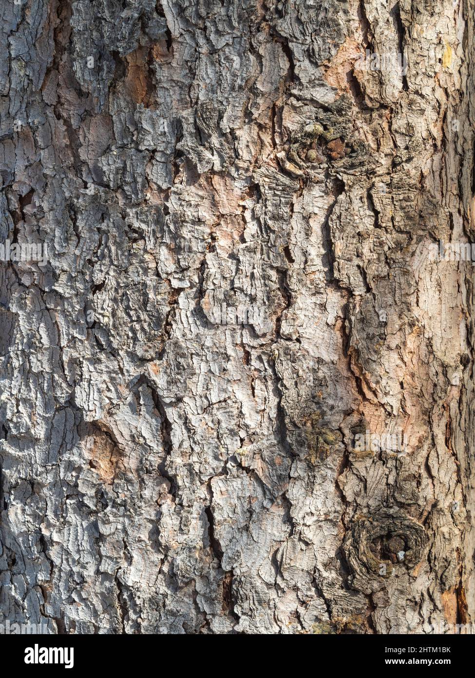 Bark texture and background of a old fir tree trunk. Detailed bark