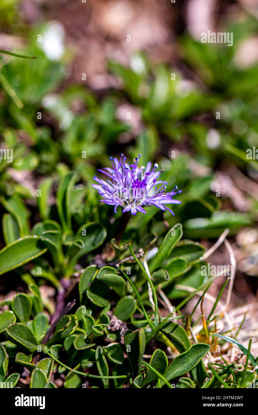 Globularia cordifolia flower growing in mountains Stock Photo