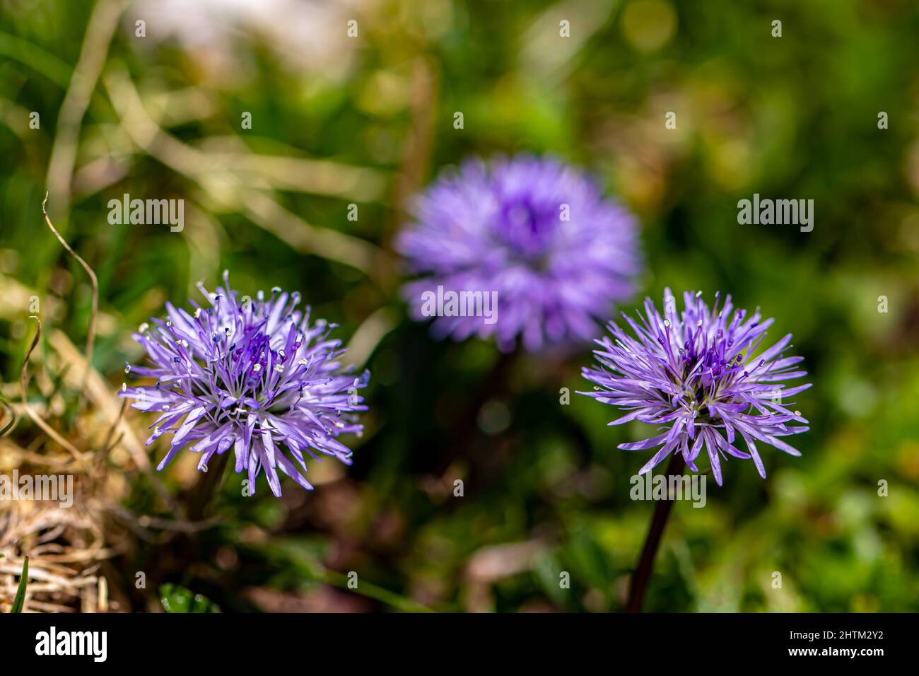 Globularia cordifolia flower in mountains, close up Stock Photo