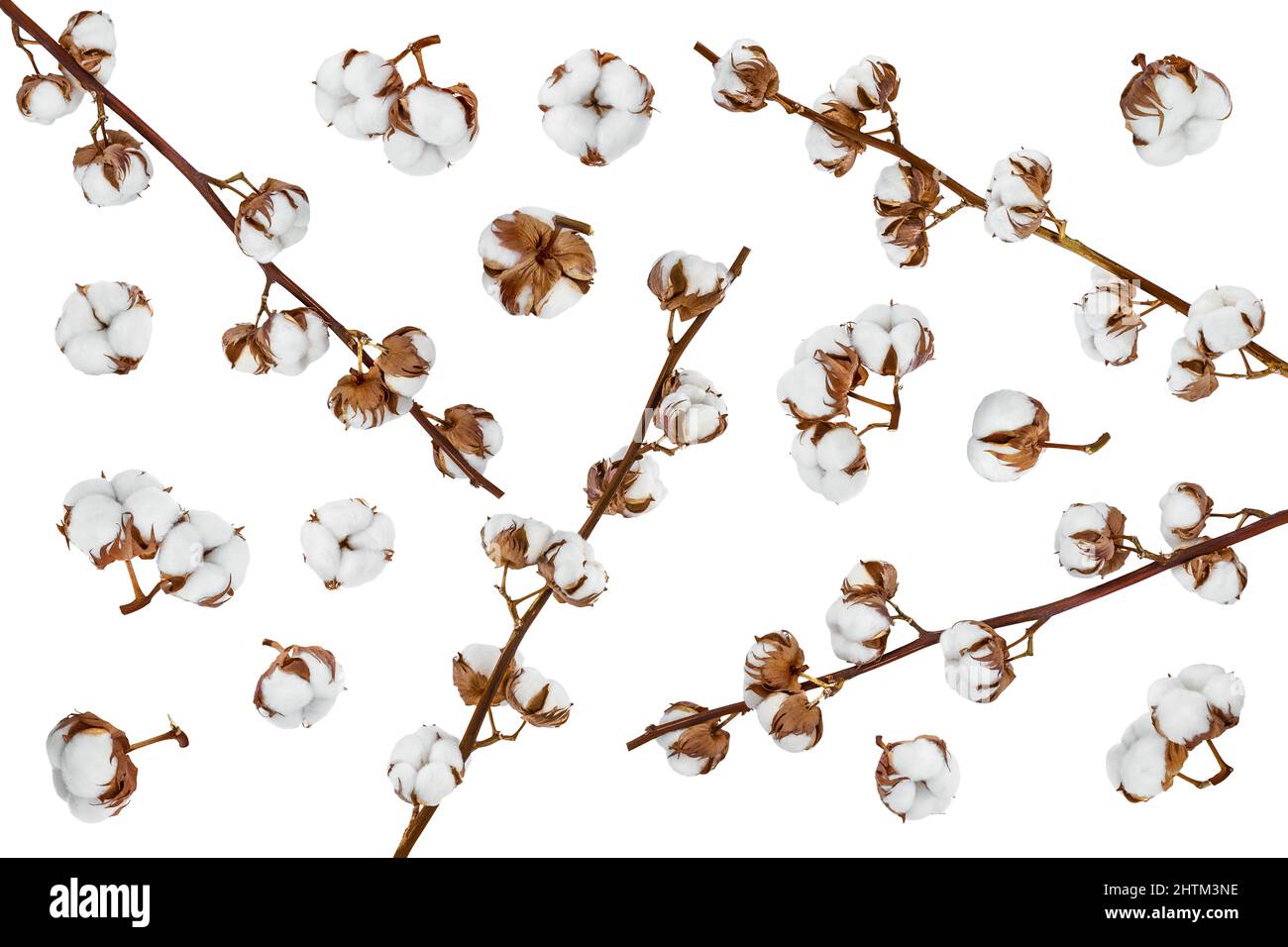 Cotton plant flower isolated on white background with full depth of ...
