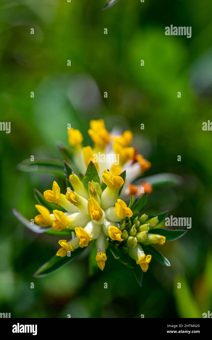 Anthyllis vulneraria ssp. alpestris flower in mountains, macro Stock Photo