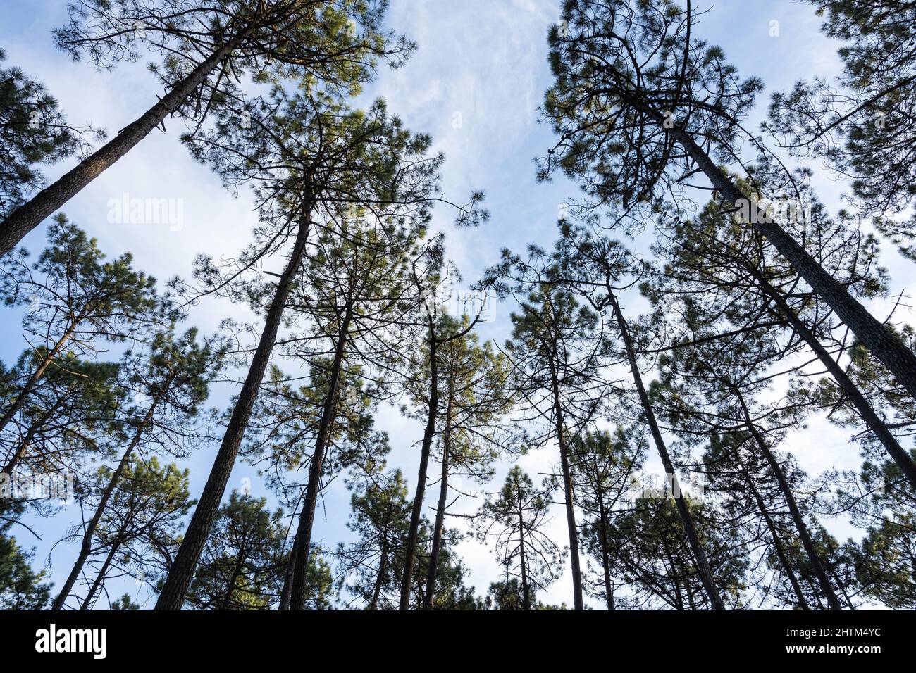 Pine trees forest view in Ovar Portugal Stock Photo Alamy