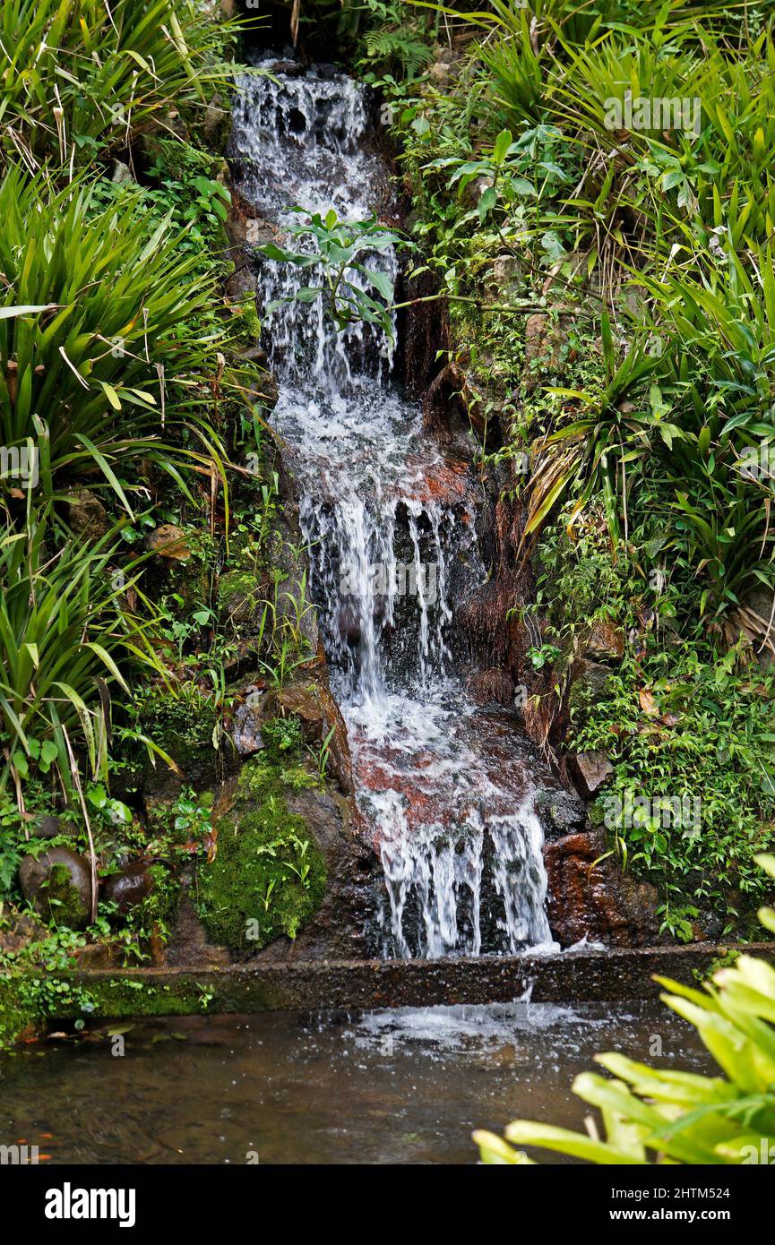 Small stream in rainforest hi res stock photography and images Alamy Small stream in rainforest hi res stock photography and images Alamy