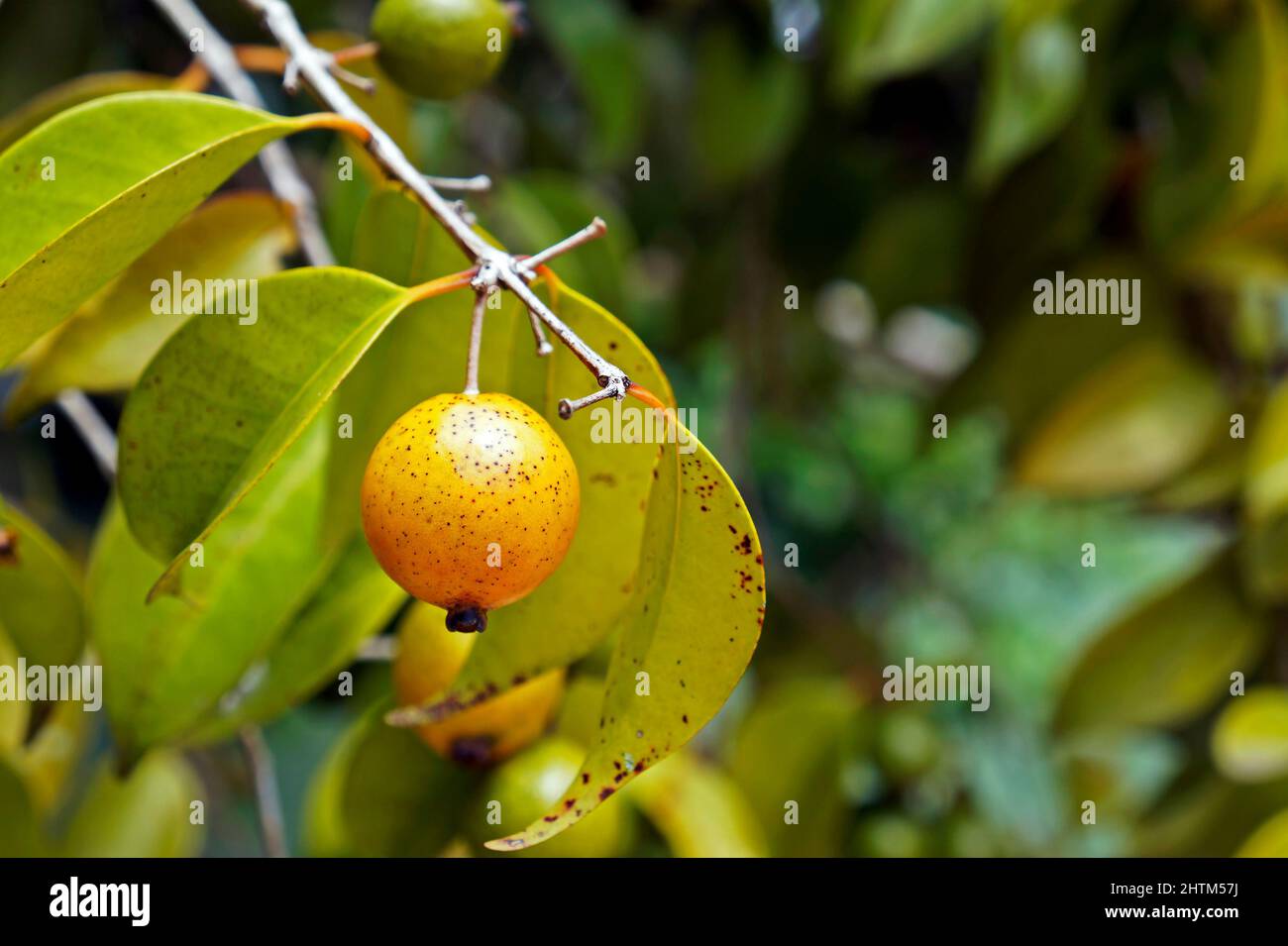 Brazilian exotic fruits, Yellow abiu (Pouteria caimito Stock Photo Alamy