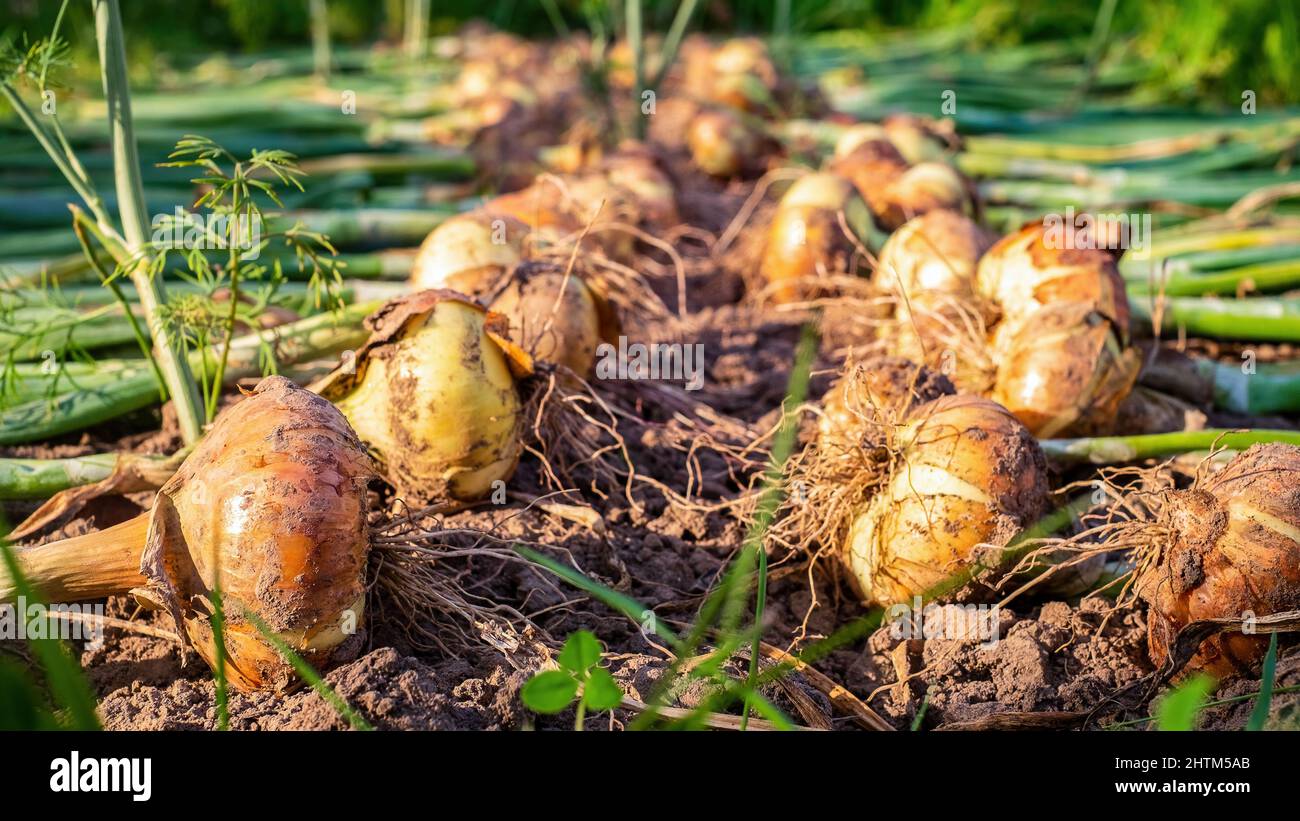 Farmer harvesting onion plantation hi-res stock photography and images ...