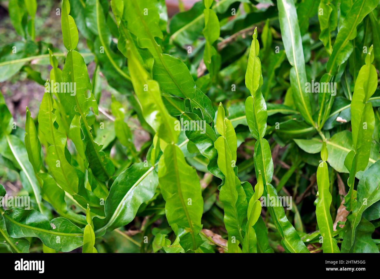 Medicinal plant on garden (Baccharis crispa) Stock Photo