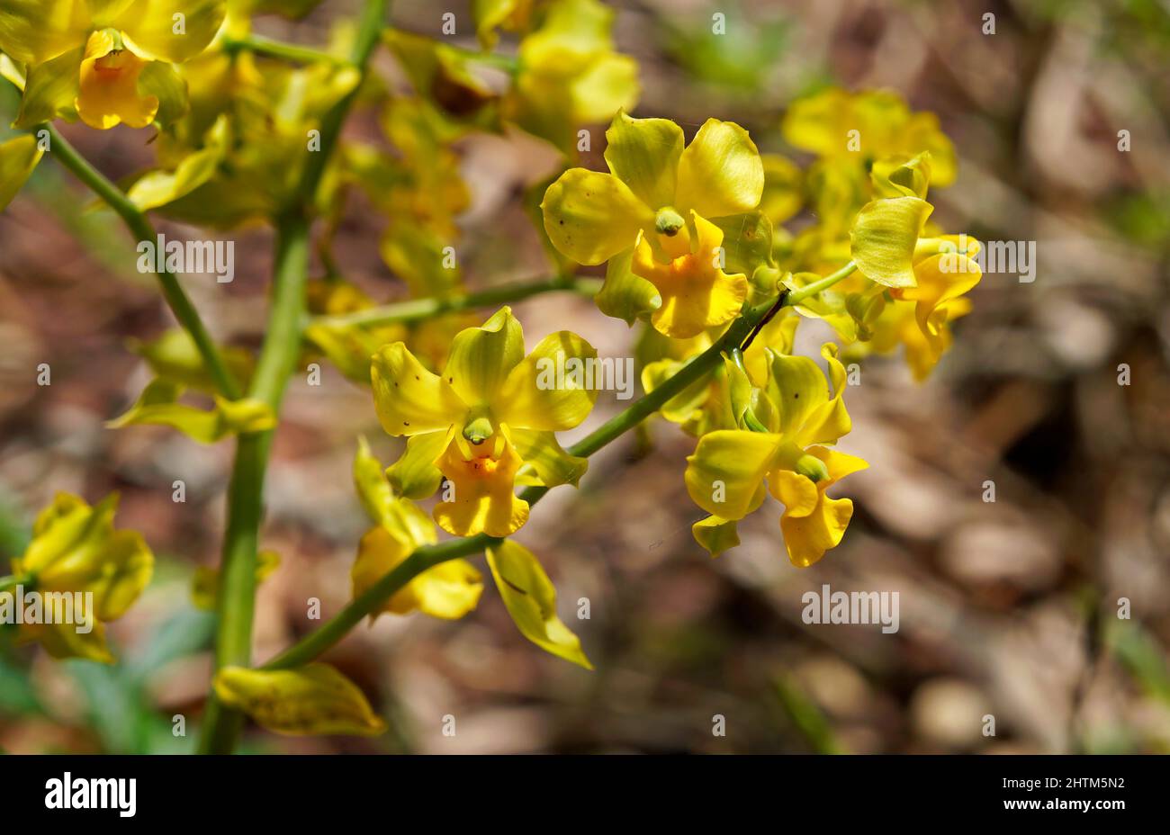 Terrestrial orchid flowers (Cyrtopodium sp.) on garden Stock Photo
