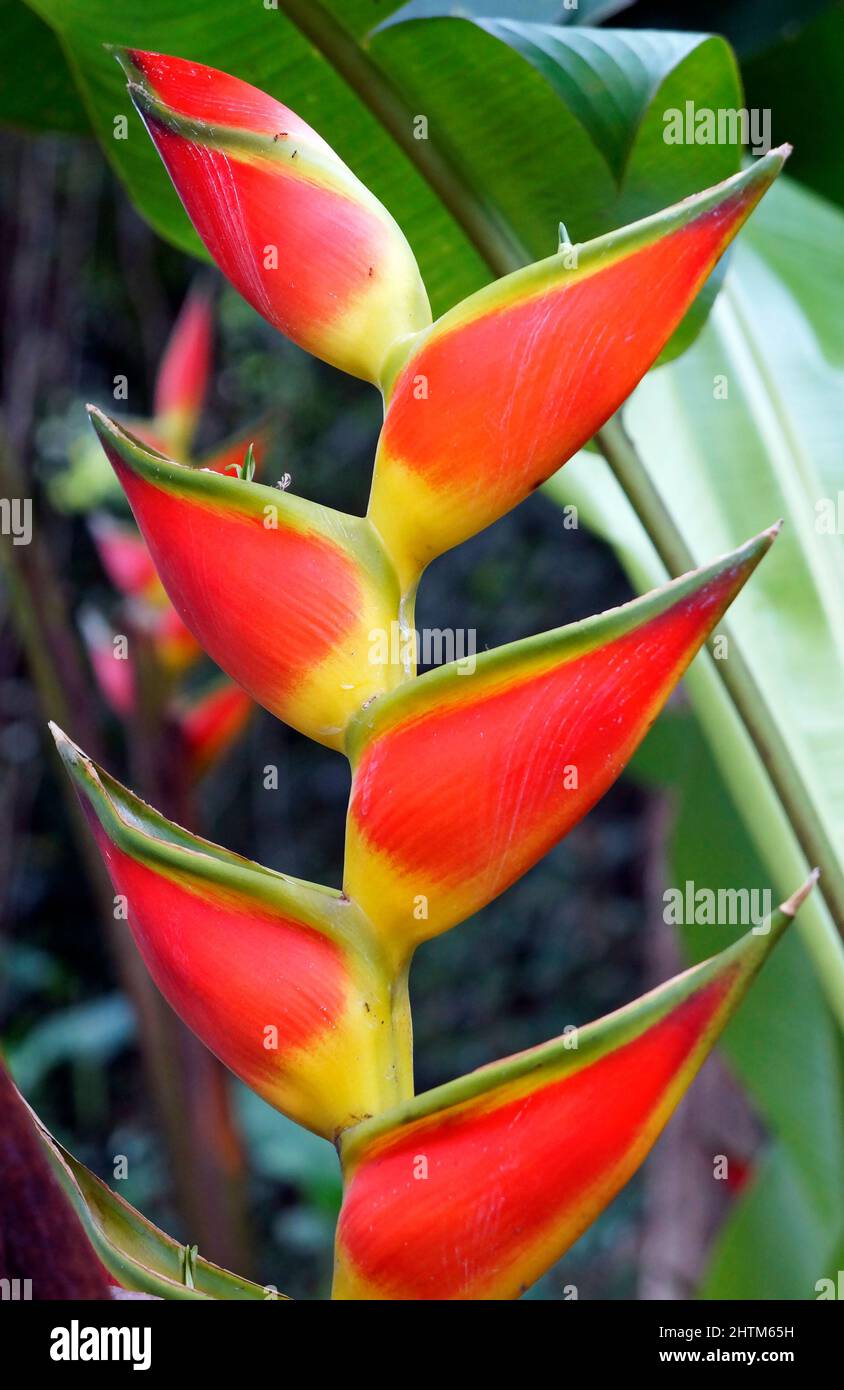 Heliconia flower (Heliconia wagneriana) on tropical rainforest Stock Photo