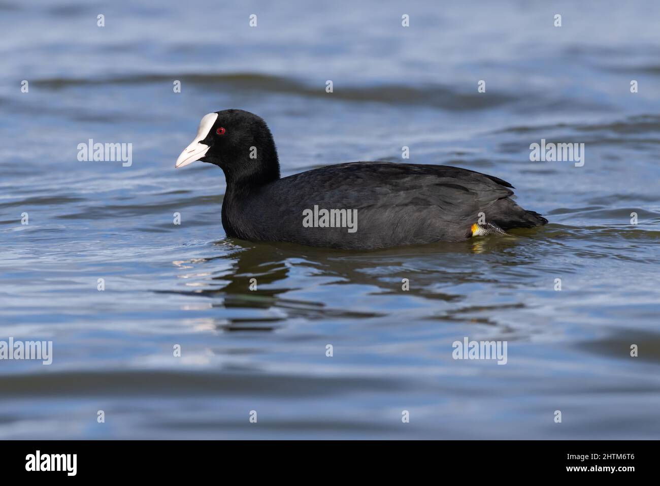 Coot on Water Stock Photo