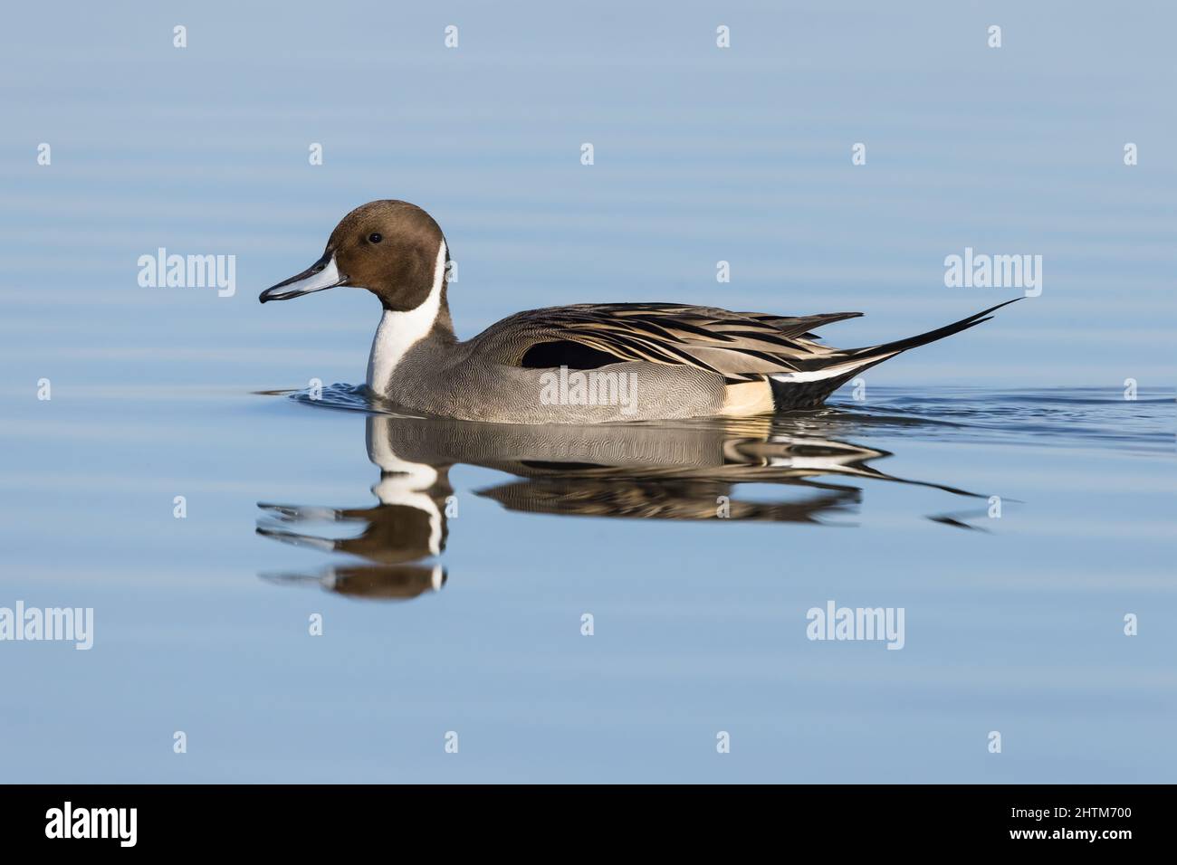 Pintail on water Stock Photo