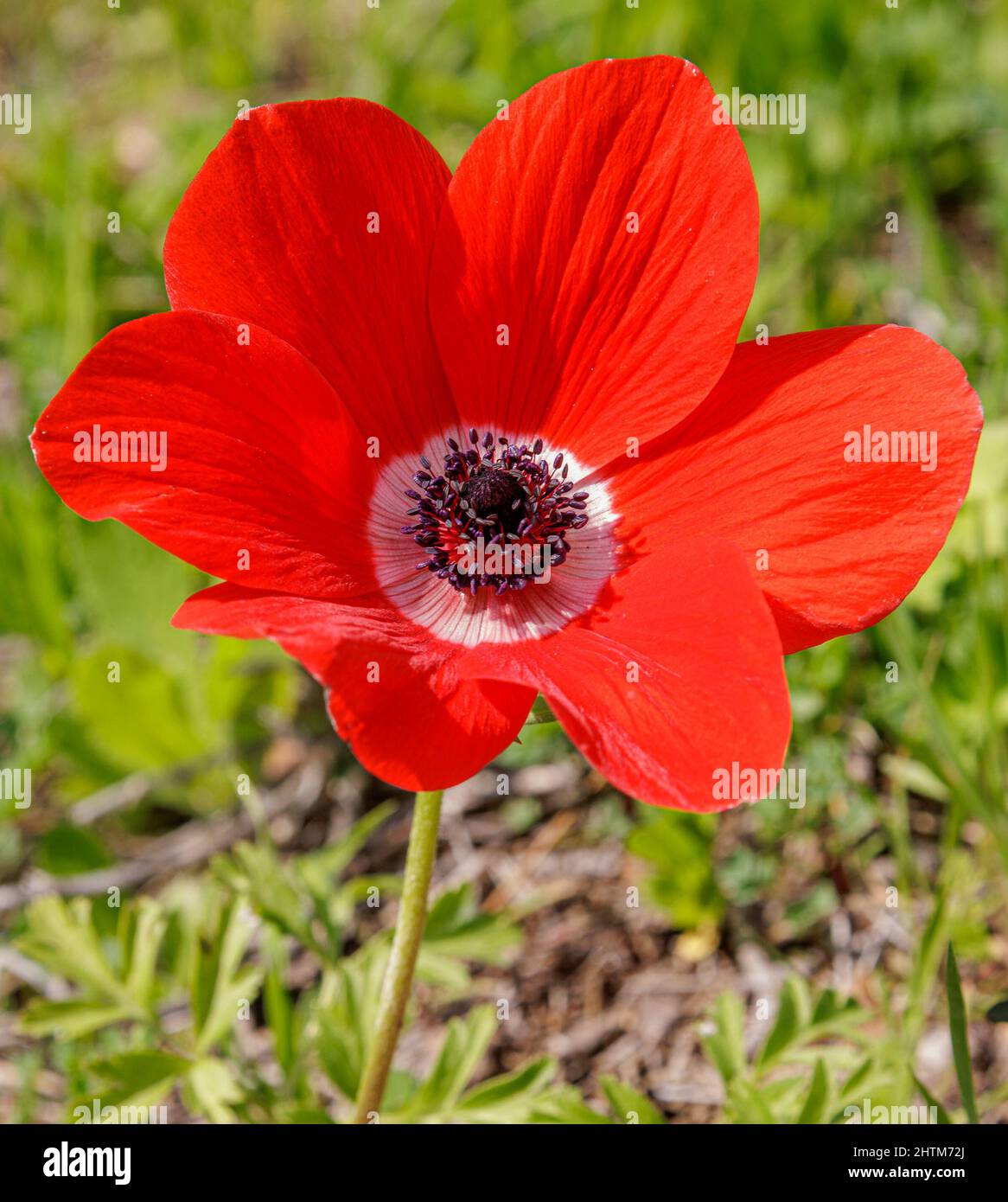 one beautiful red anemone against a green background like a scarlet flower Stock Photo