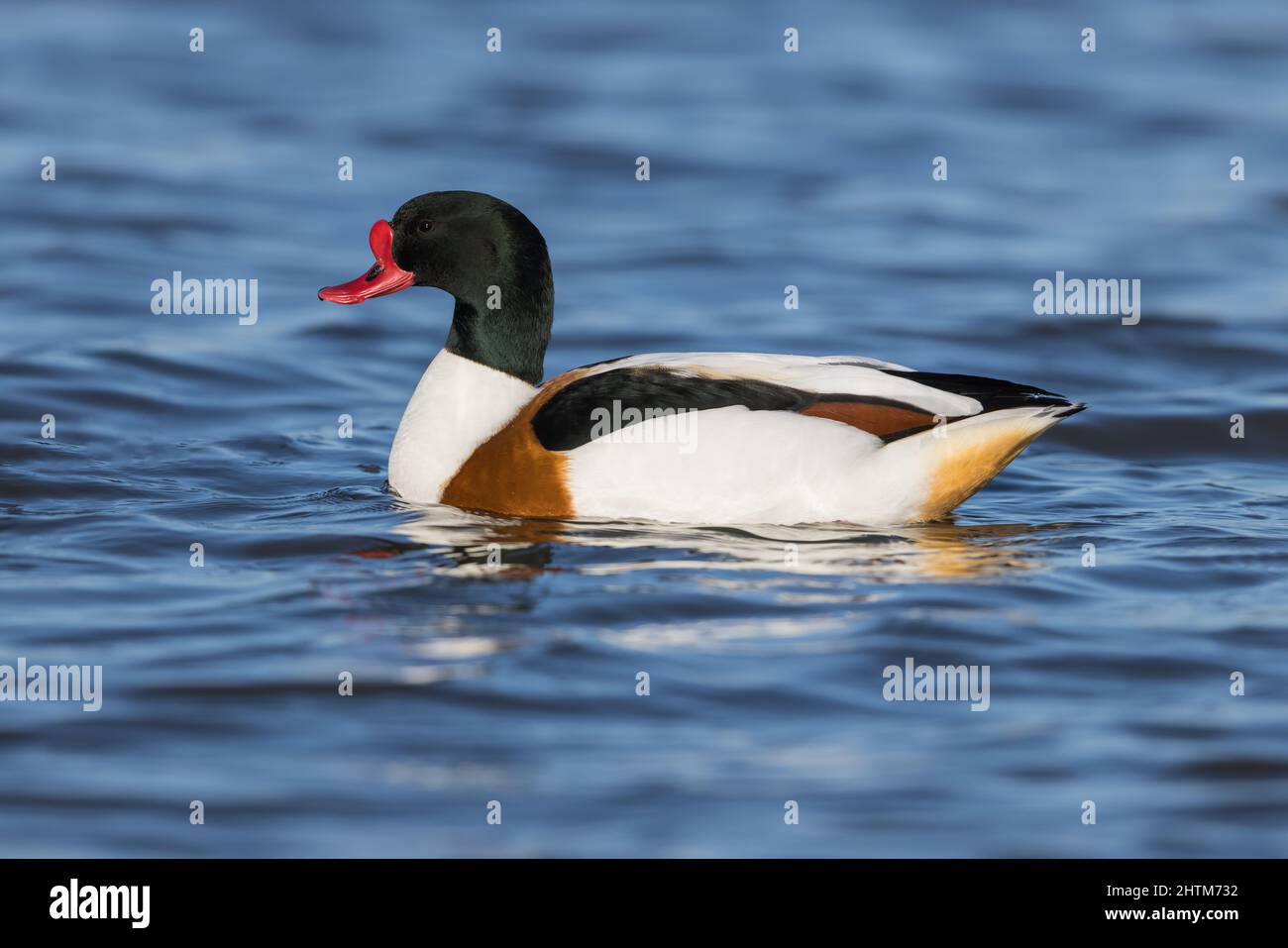 Shelduck drake on water Stock Photo - Alamy