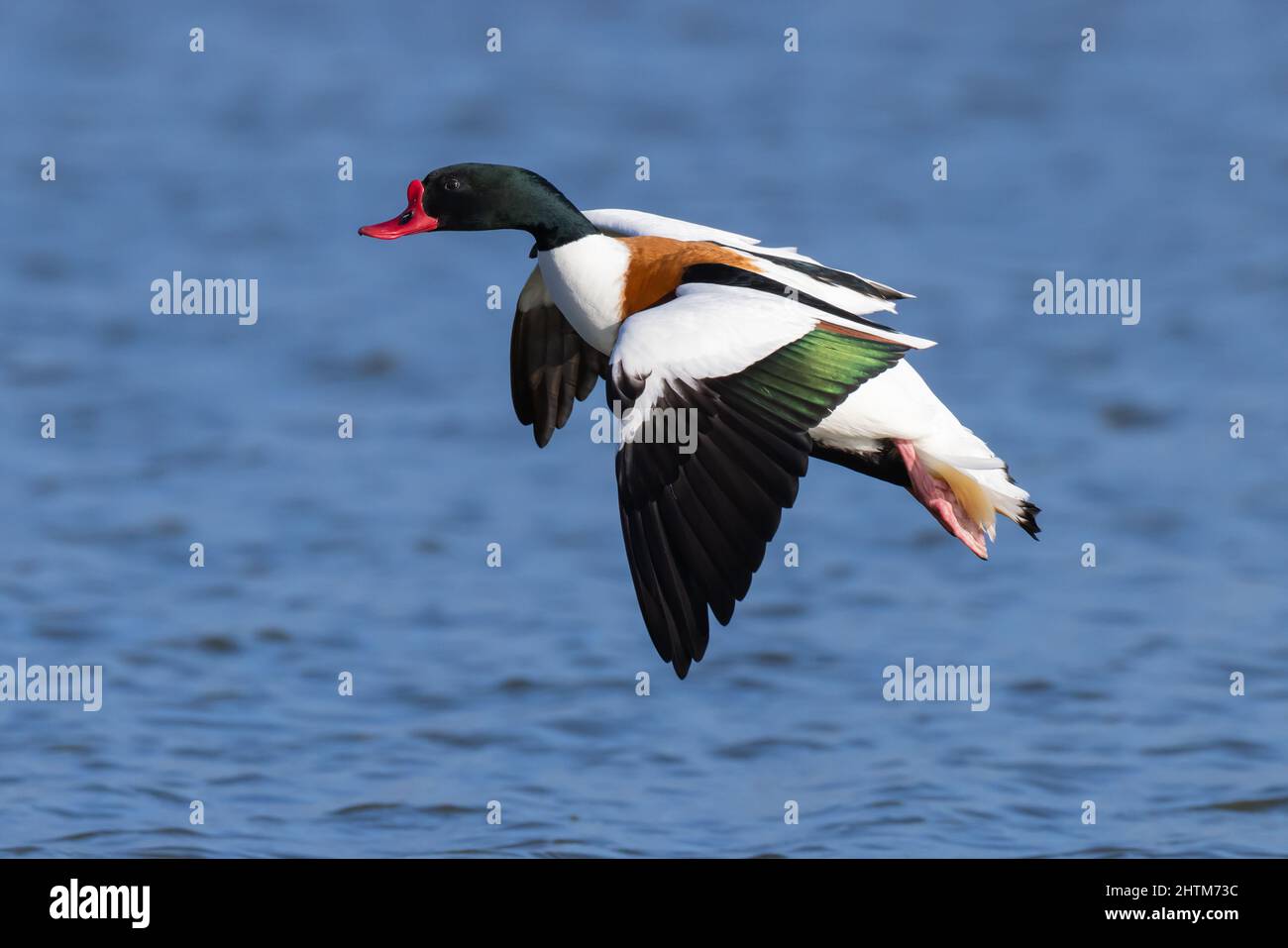 Shelduck drake coming in to land on water Stock Photo
