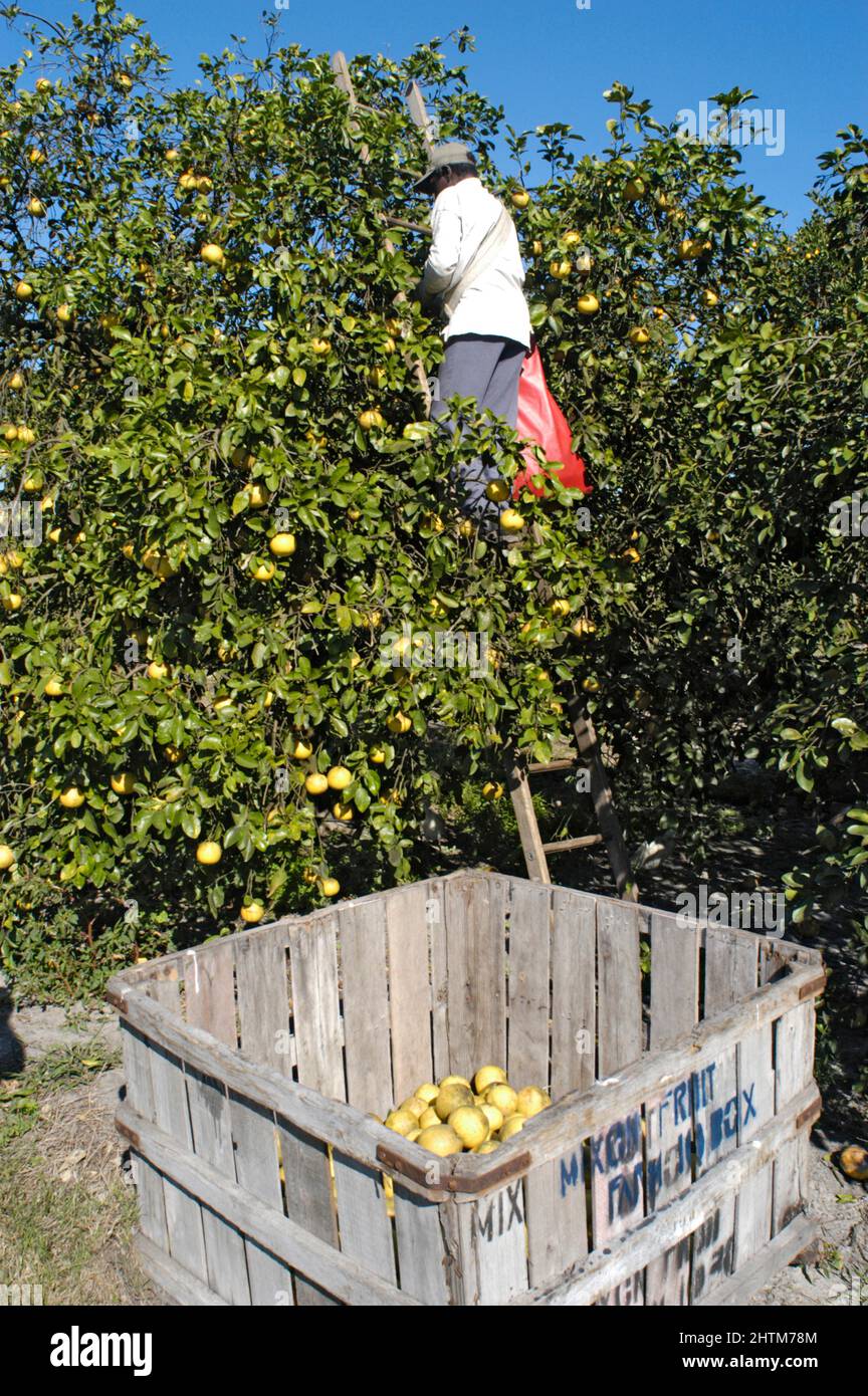 Farmers harvesting grapefruit in Florida Stock Photo Alamy